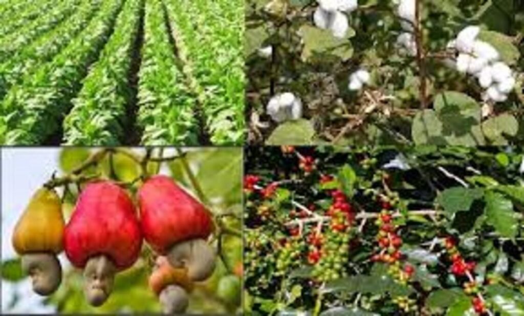 Orodha Ya Mazao Ya Biashara Tanzania na Mikoa yanapolimwa Kwa Wingi