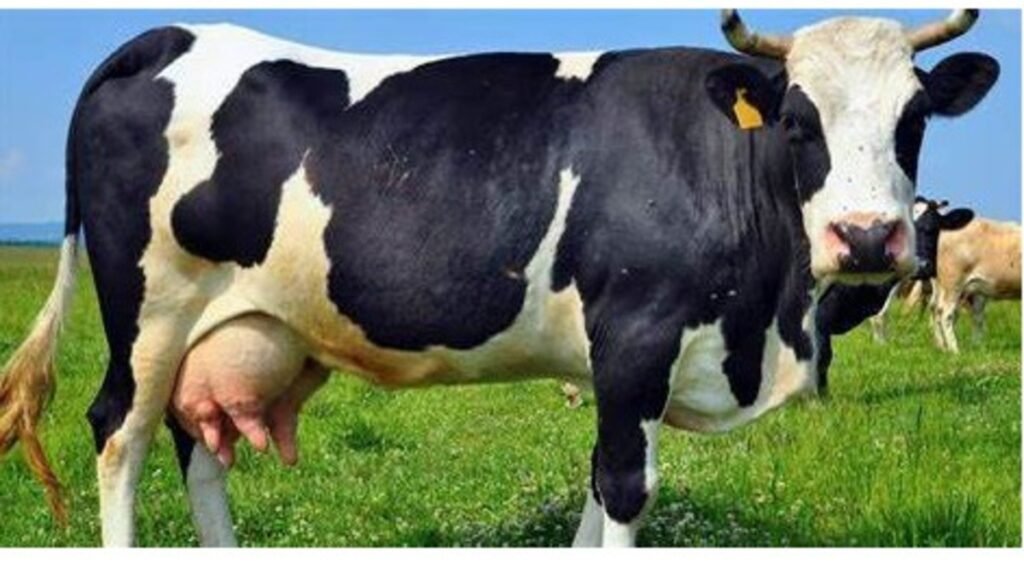 Bei ya ng'ombe wa maziwa