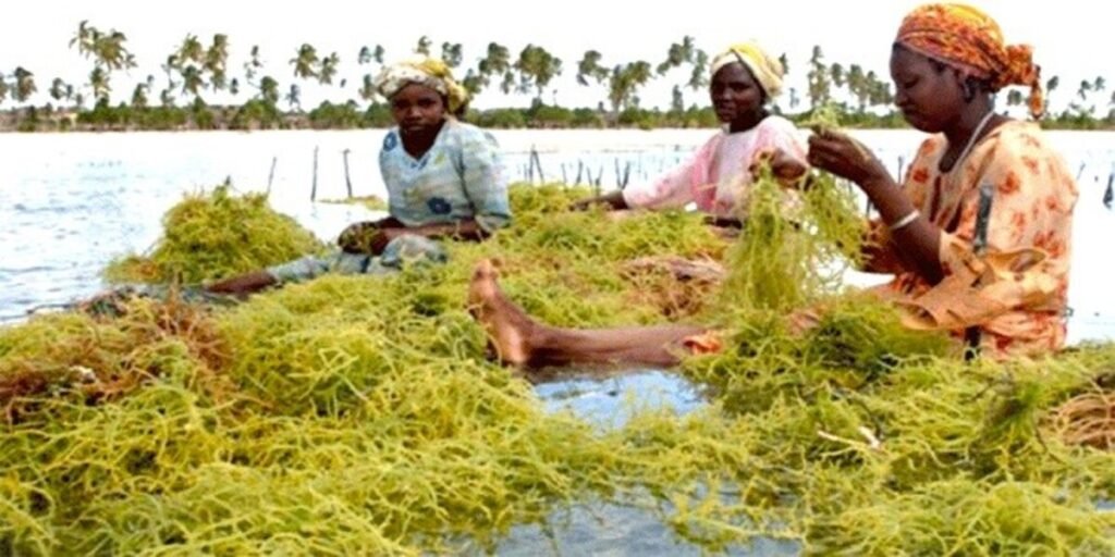 Orodha ya Magonjwa YANAYOTIBIWA NA mwani