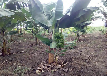Mizizi ya mgomba na kitunguu saumu Mizizi ya mgomba na kitunguu saumu