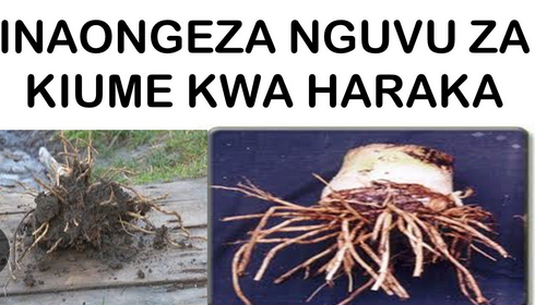 Dawa za asili za kuimarisha misuli ya uume