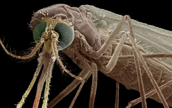 Dalili za malaria kwa kiswahili