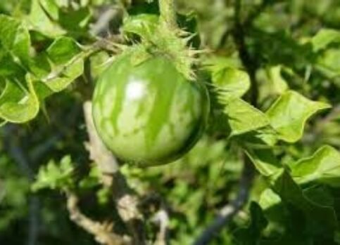 Ndulele na Mapenzi – Siri ya Tiba Asilia kwa Nguvu na Furaha ya Ndoa Ndulele na Mapenzi – Siri ya Tiba Asilia kwa Nguvu na Furaha ya Ndoa