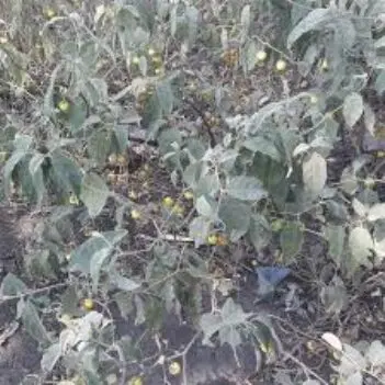 Maajabu Mazito Usiyojua Kuhusu Ndulele/Mtula Tula: Ni Kinga Nzito Kwa Mwili Wako Maajabu Mazito Usiyojua Kuhusu Ndulele/Mtula Tula: Ni Kinga Nzito Kwa Mwili Wako
