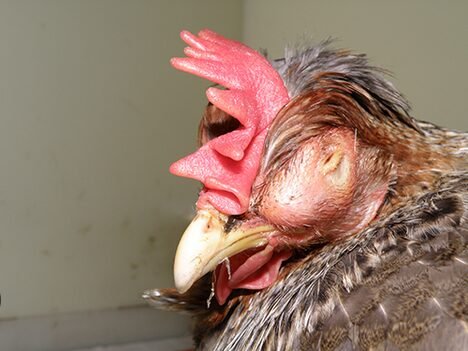 Chanjo ya ndui kwa kuku wa kienyeji