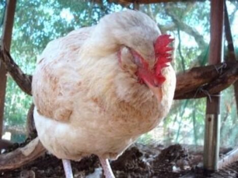 Tiba ya Asili ya Ugonjwa wa Ndui kwa Kuku