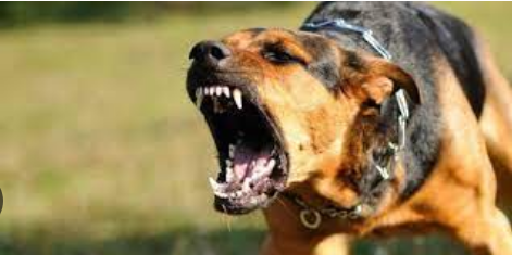 Tabia za mbwa mwenye kichaa