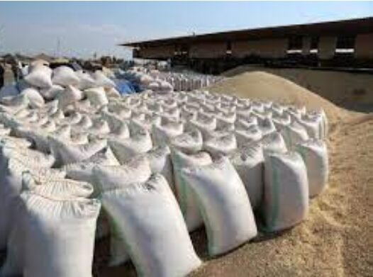 Bei ya Gunia la Mahindi Kenya – Mwelekeo wa Soko, Sababu za Mabadiliko na Utagaji wa Bei