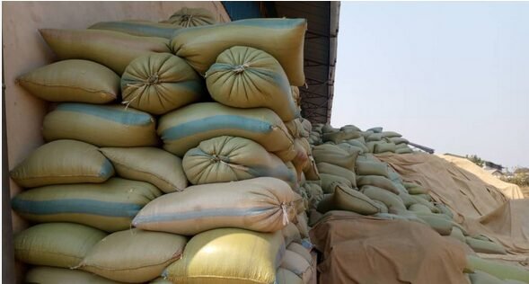 Bei ya Gunia la Mahindi Tanzania – Mwelekeo wa Soko, Sababu za Mabadiliko na Utabiri wa Bei