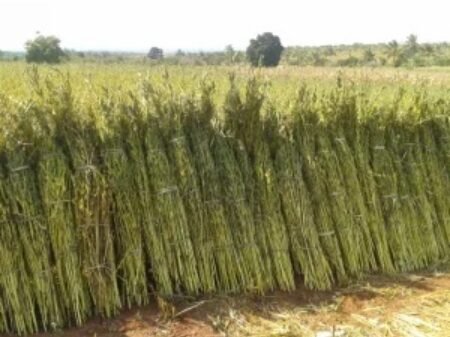 Bei ya ufuta kwa kilo 2026