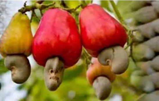 Bei ya korosho kwa kilo 2026
