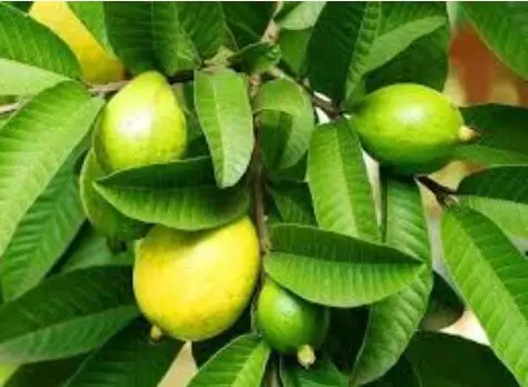 Majani ya mpera hutibu nini? Majani ya mpera hutibu nini?