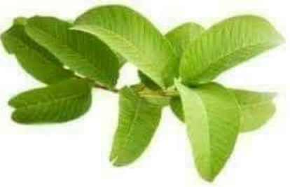 Majani ya Mpera na Tangawizi: Faida na Jinsi ya Kutumia