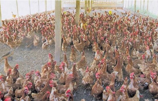 Jinsi ya kufuga kuku wa mayai Kwa Gharama Nafuu ili Kupata Faida kubwa