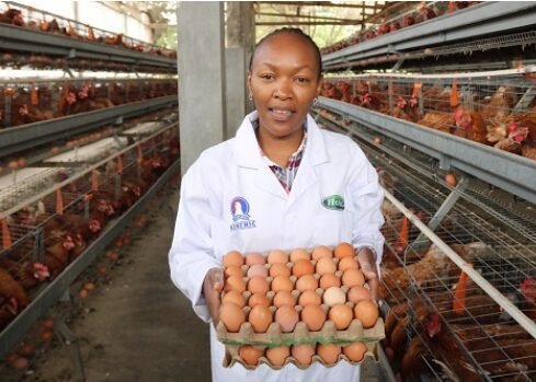 Bei ya chakula cha kuku wa Mayai(Layers)