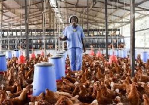 Mtaji wa kuku wa Mayai na Gharama za Ufugaji