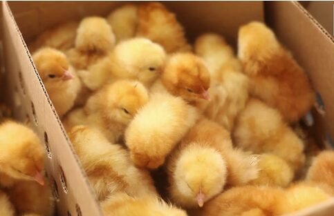 Bei ya kifaranga cha kuku wa mayai