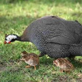 Kanga Anaatamia Mayai Kwa Siku Ngapi?