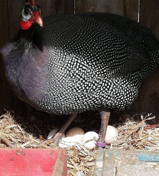 Mayai ya Kanga Hutolewa Kwa Siku Ngapi?