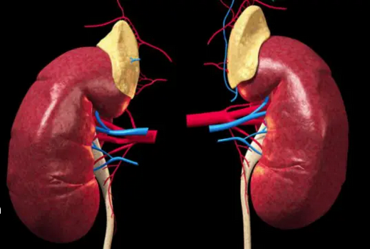 Madhara ya Kutoa Figo Moja: Mwongozo Kamili kwa Donors