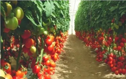 Gharama za kilimo cha nyanya Kuanza kutayarisha shamba Mpaka kuvuna