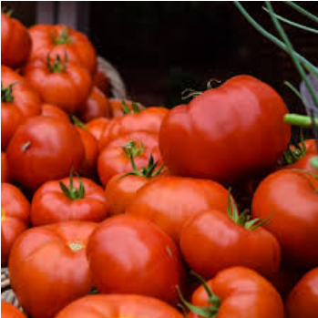 Mbolea ya kunenepesha matunda ya nyanya