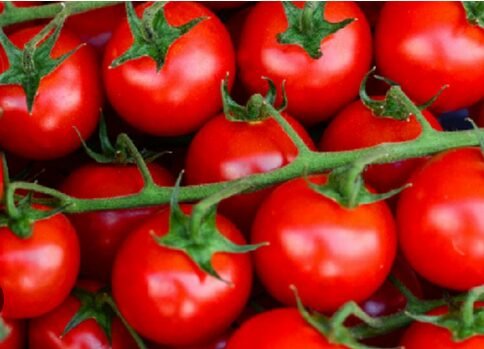 Mbegu bora za nyanya na bei zake