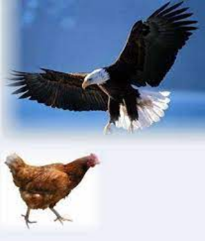 Dua la kuku halimpati mwewe maana yake