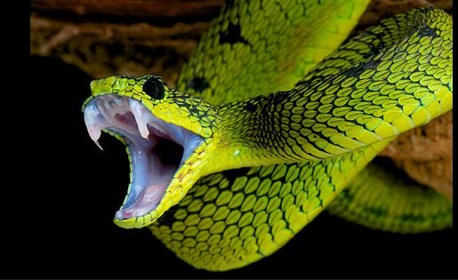 Maana ya ndoto ya nyoka kibiblia