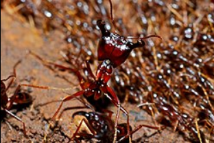 Ndoto ya siafu maana yake