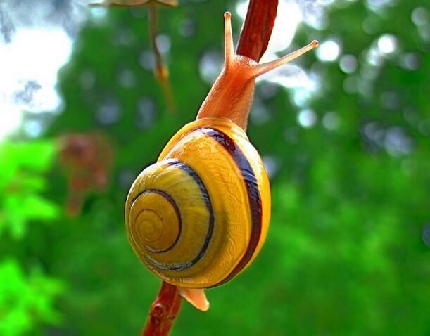 Tafsiri na Maana ya ndoto ya kuota konokono