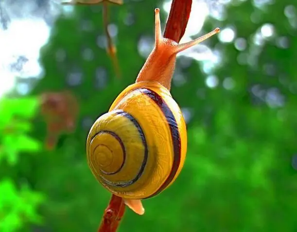 Tafsiri na Maana ya ndoto ya kuota konokono